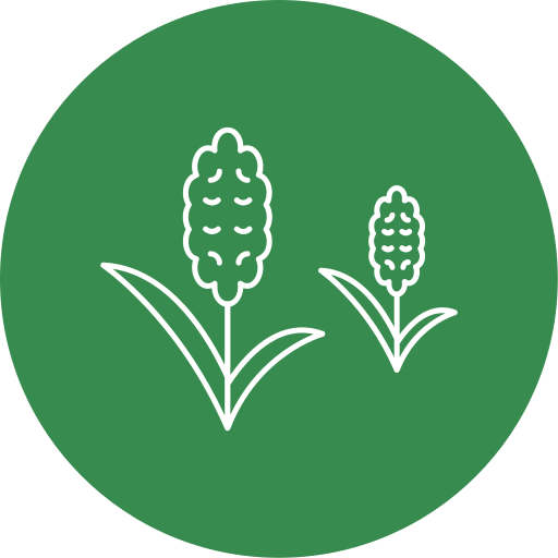 Jawari